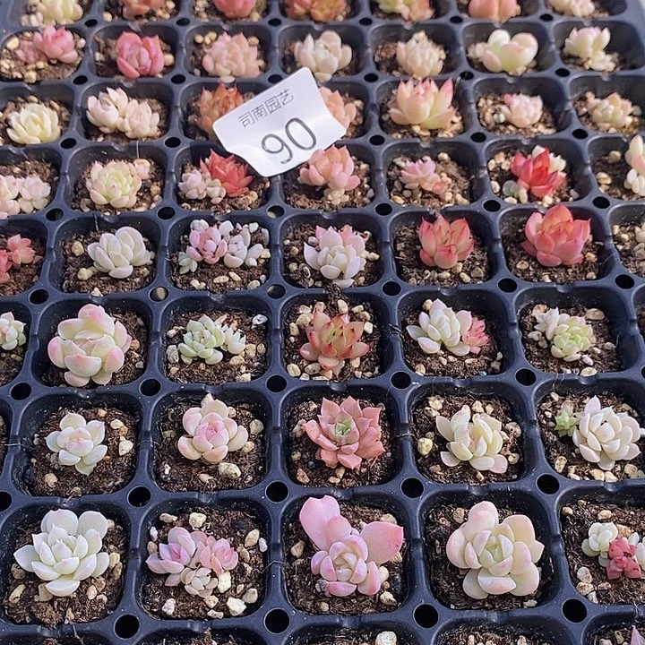 90 多肉植物盆栽花卉