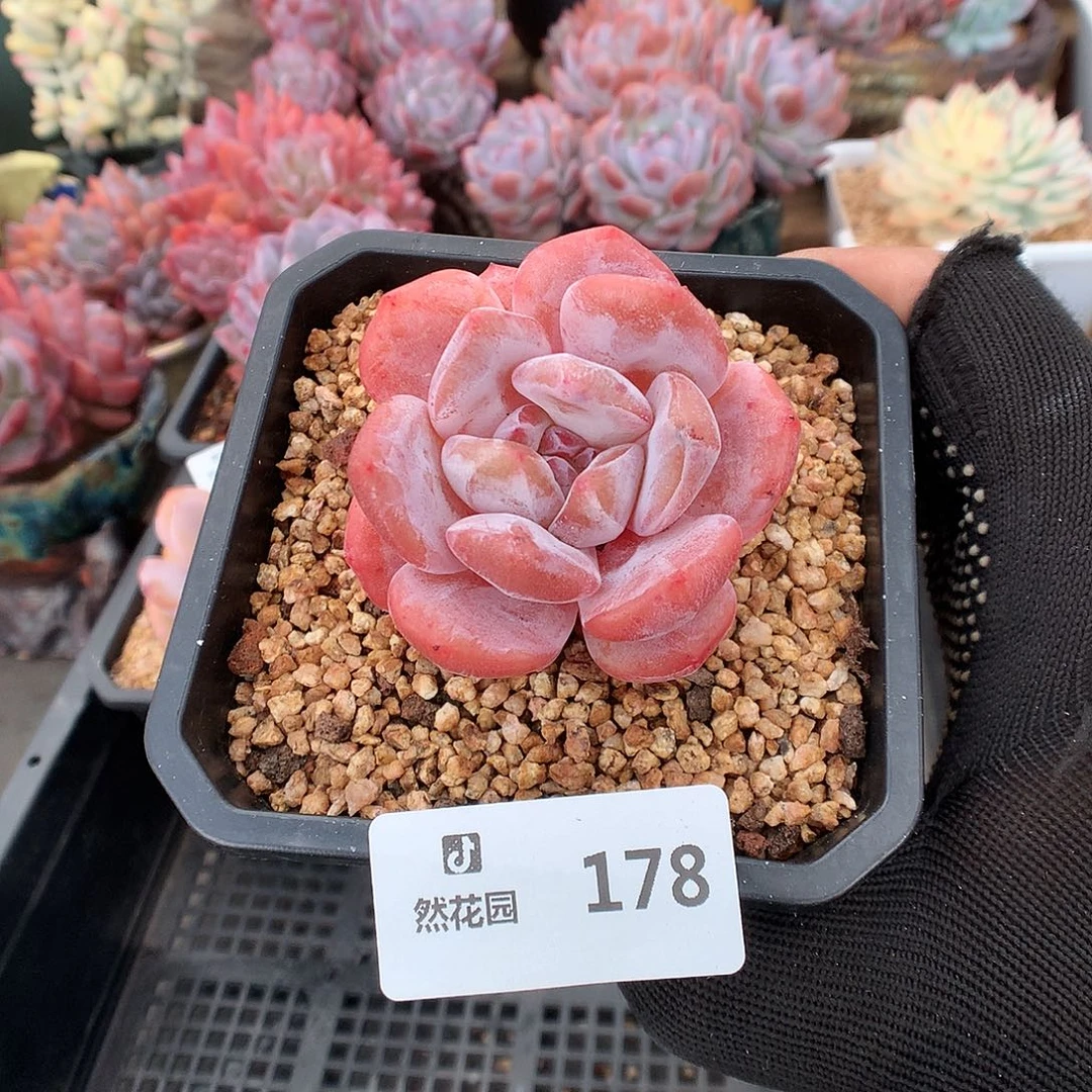 178雪天使多肉植物669