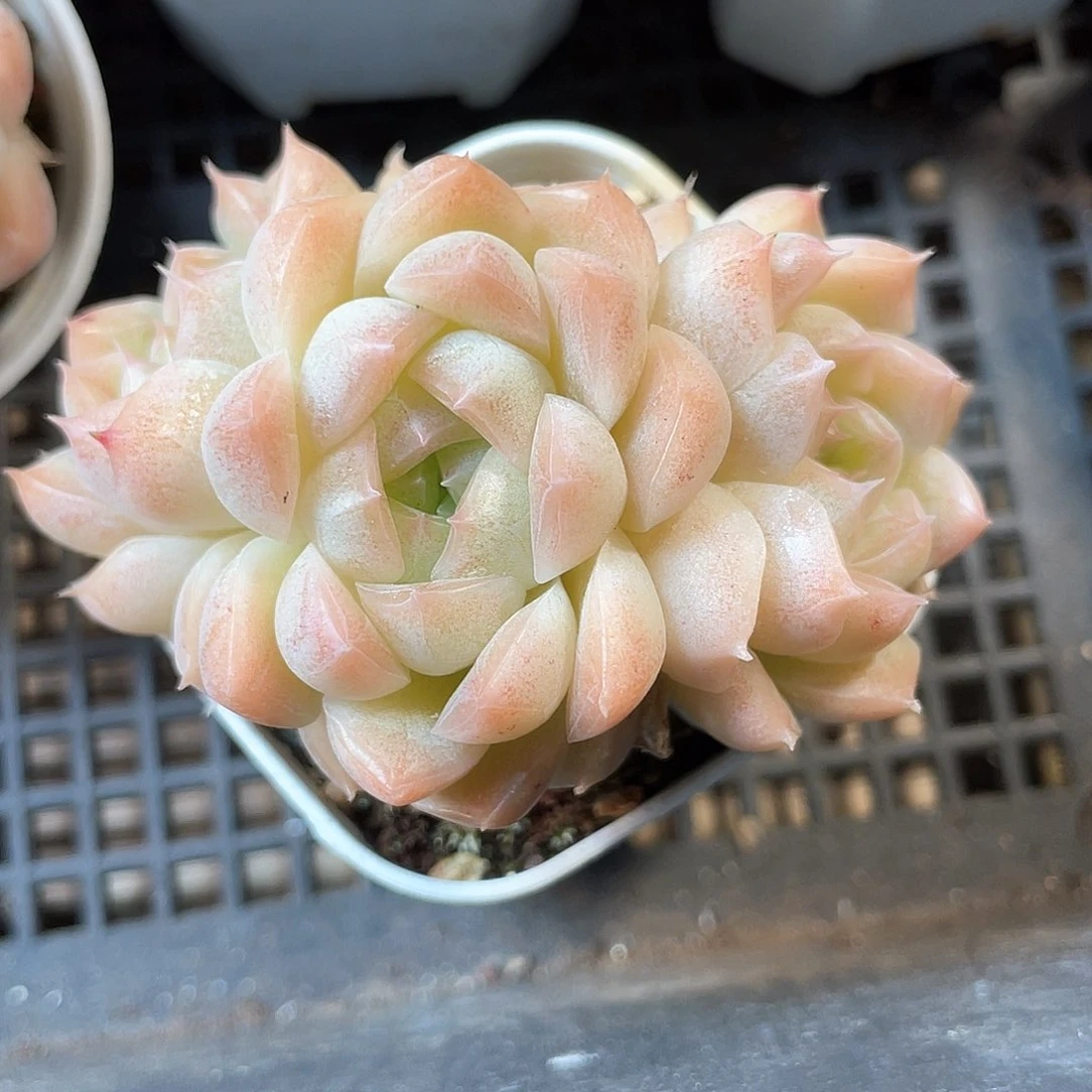 优选女王福利521