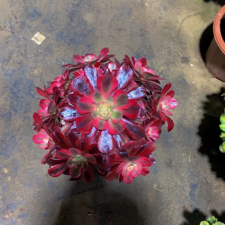 无花朵美杜莎0000000000