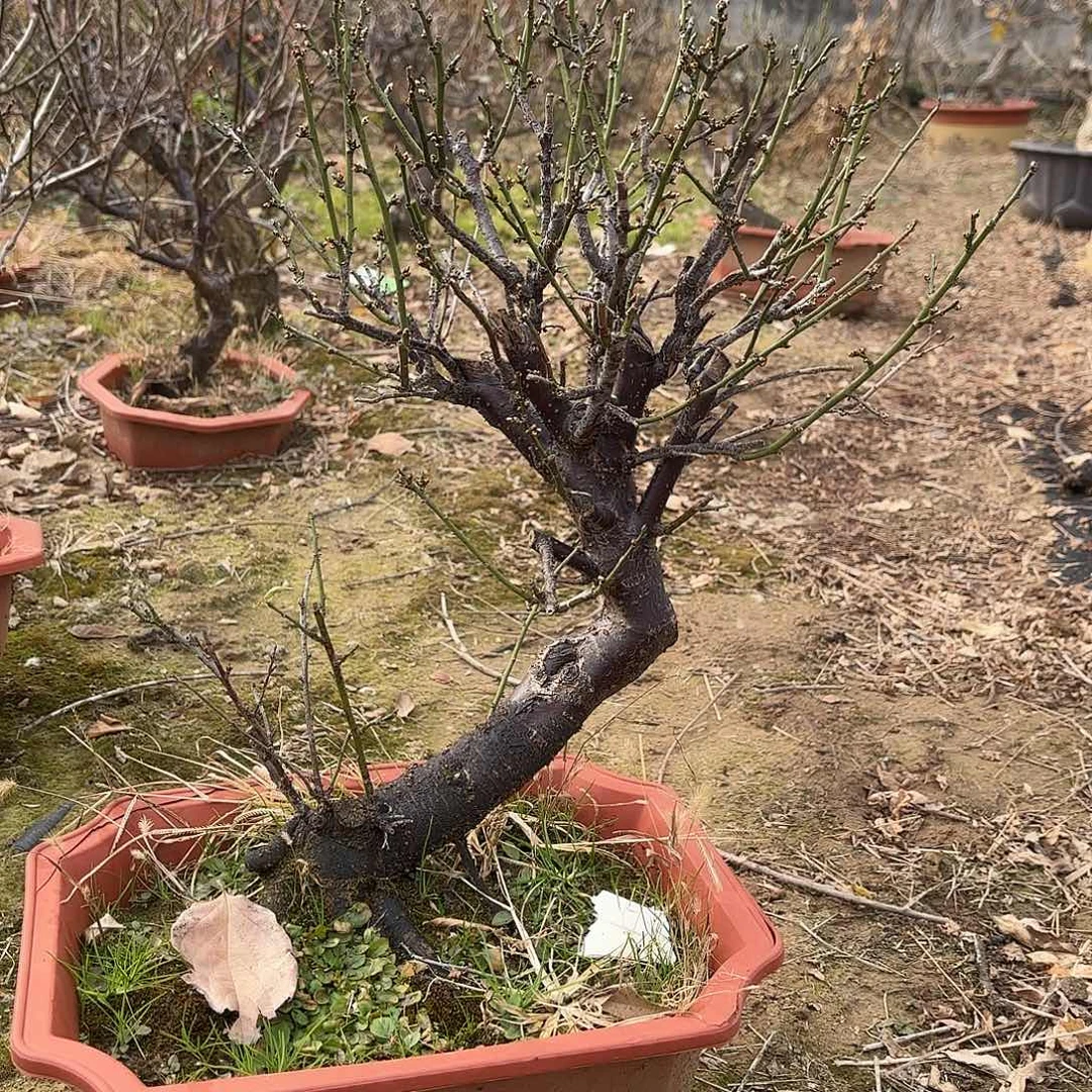 无花朵绿梅盆景造型盆栽花卉
