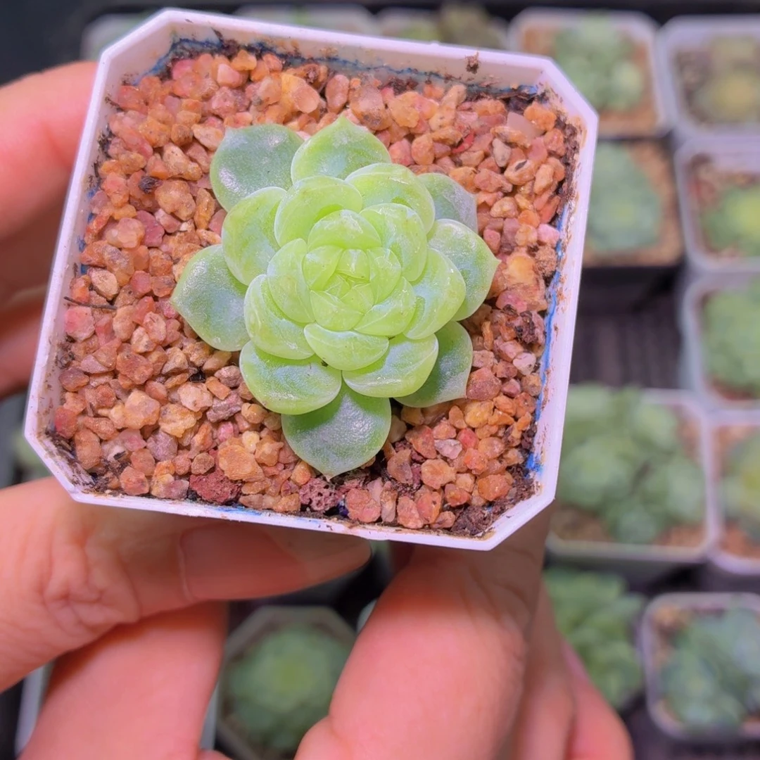 蓝***白新品黄透多肉植物
