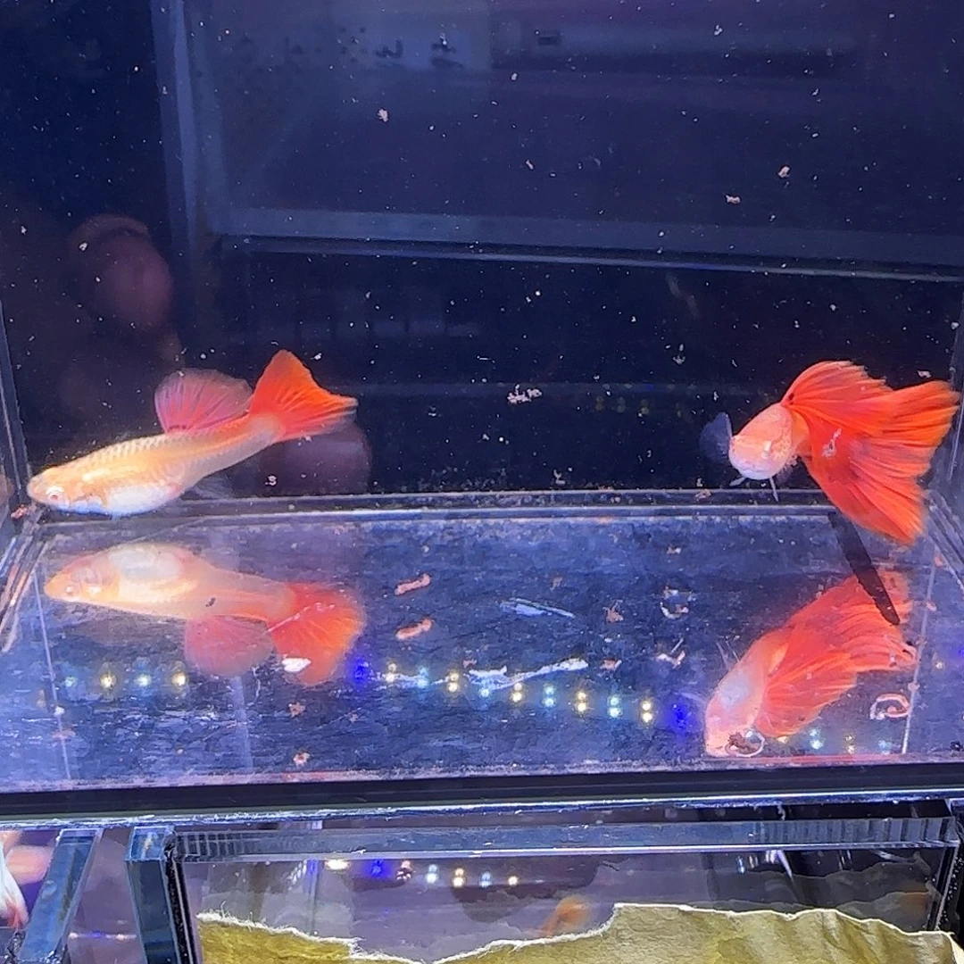 孔雀鱼蛇纹红尾一对