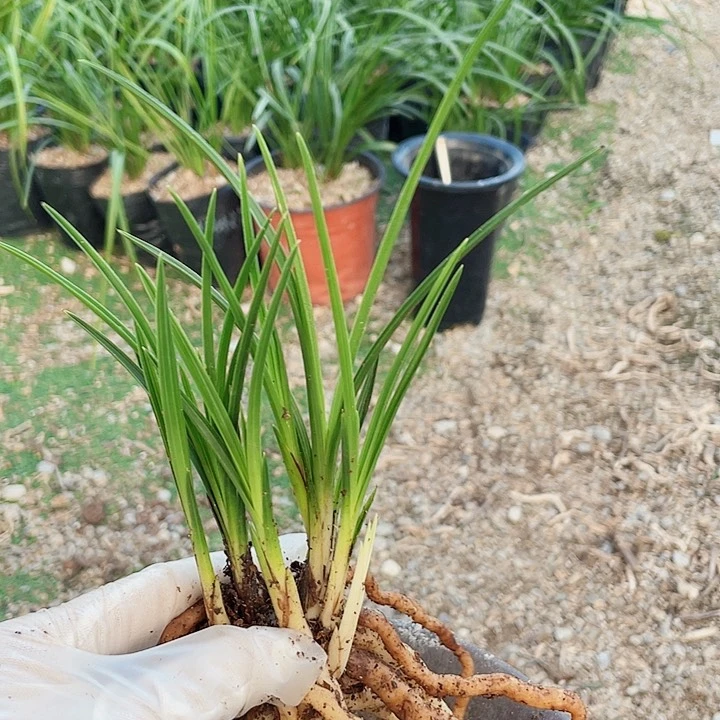 当前无花栽培后可以开花小**?