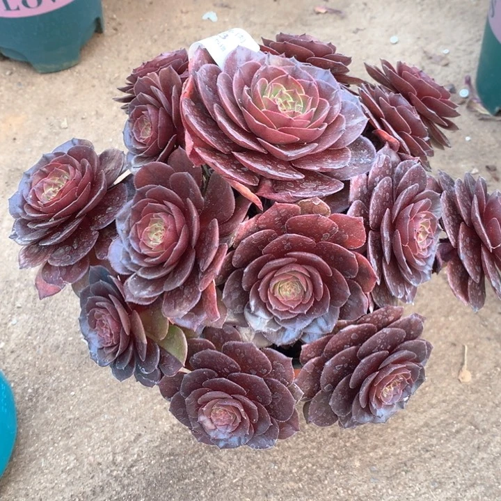 丁*202红魔多肉植物