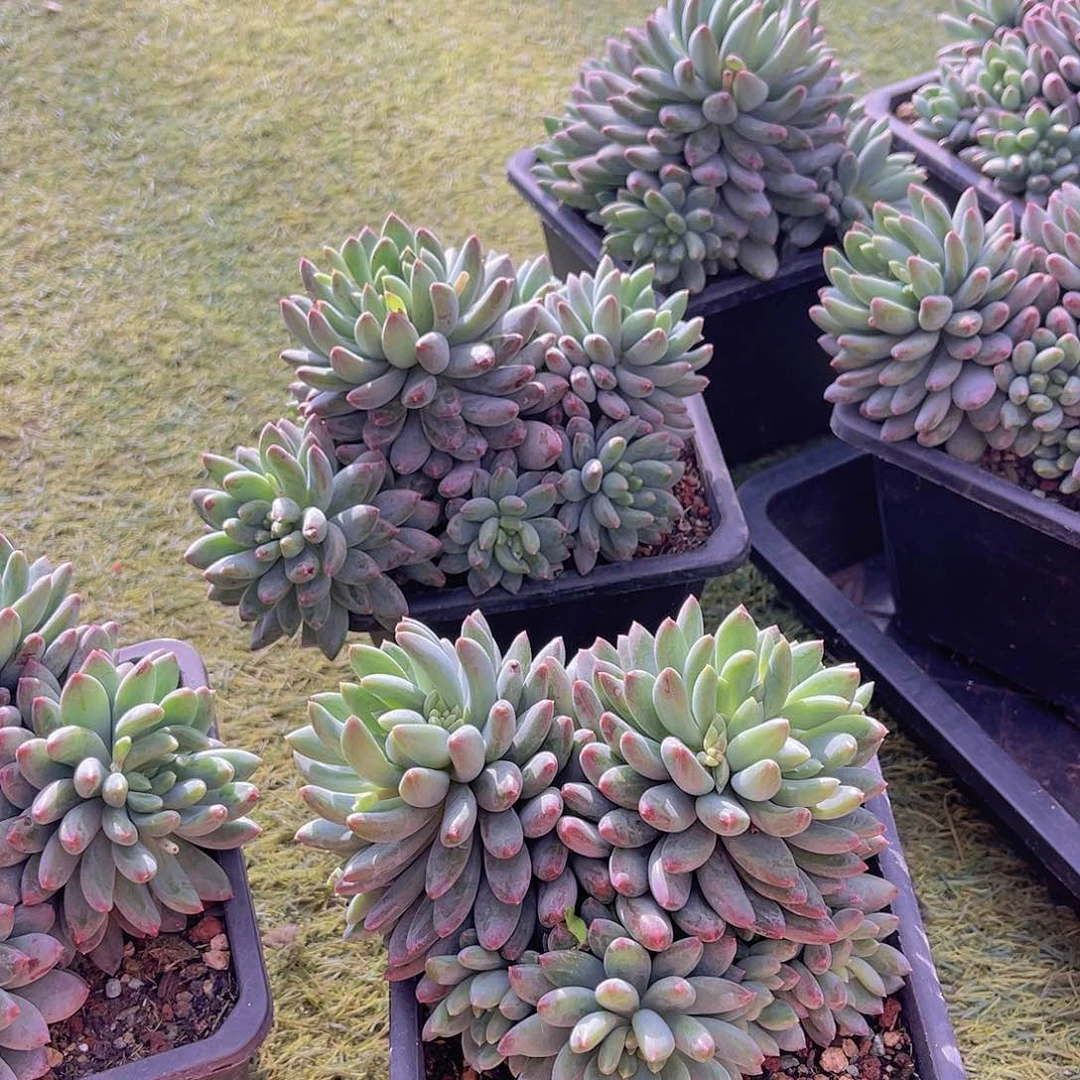 阿*多肉香缇定金力不带盆15颗