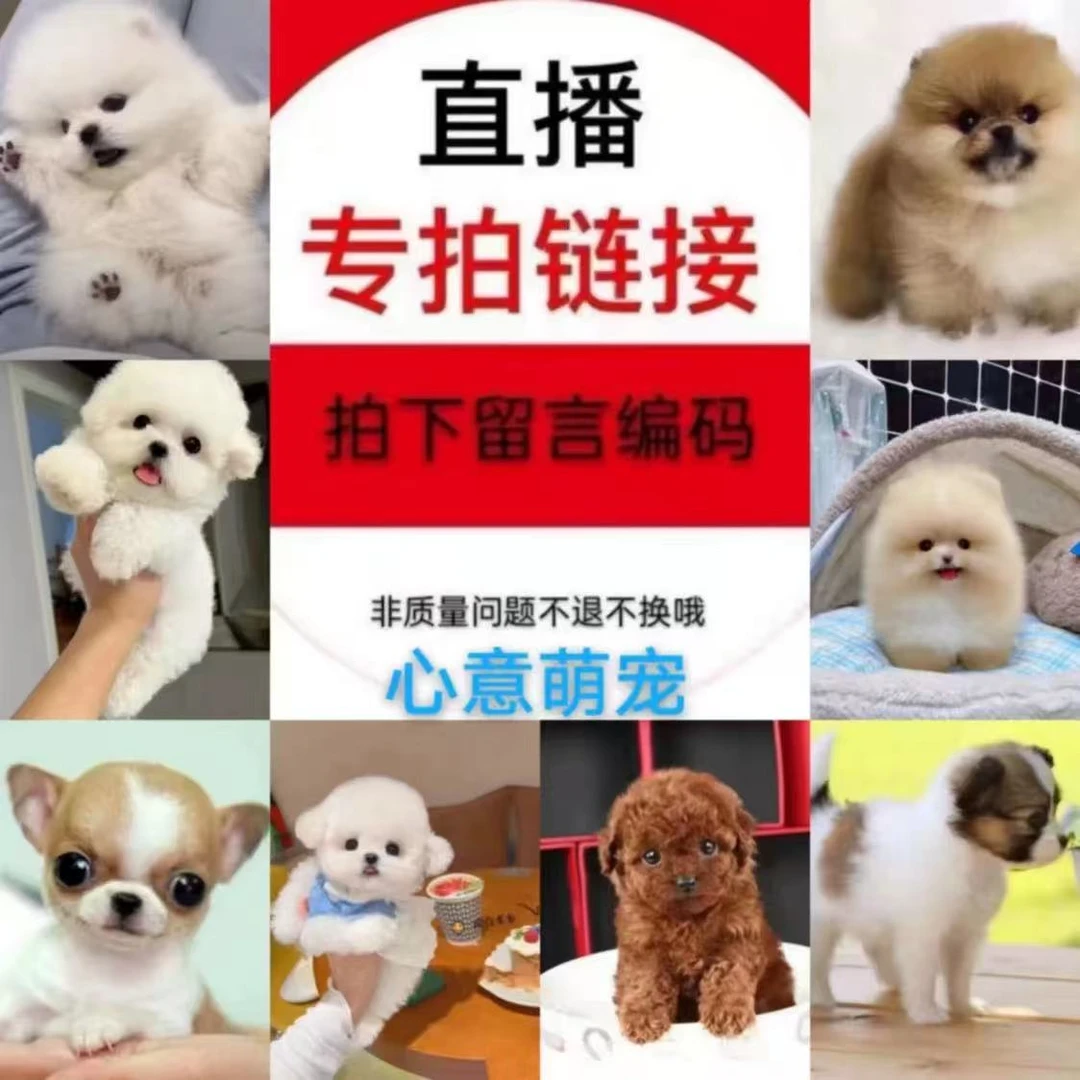 狗狗活体混血狗狗串串泰迪比熊马尔济斯约克夏等混血马尔泰泰迪熊