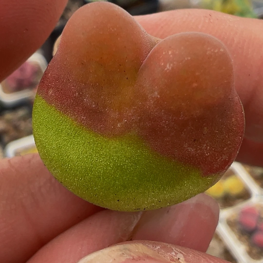 拉登体水蜜桃多肉百科1