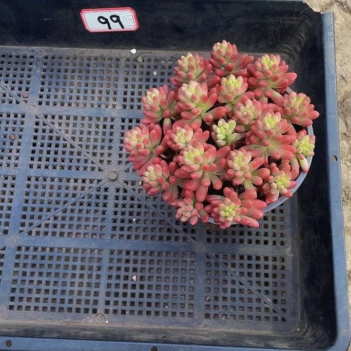 振***歌99号筐带盆土发货