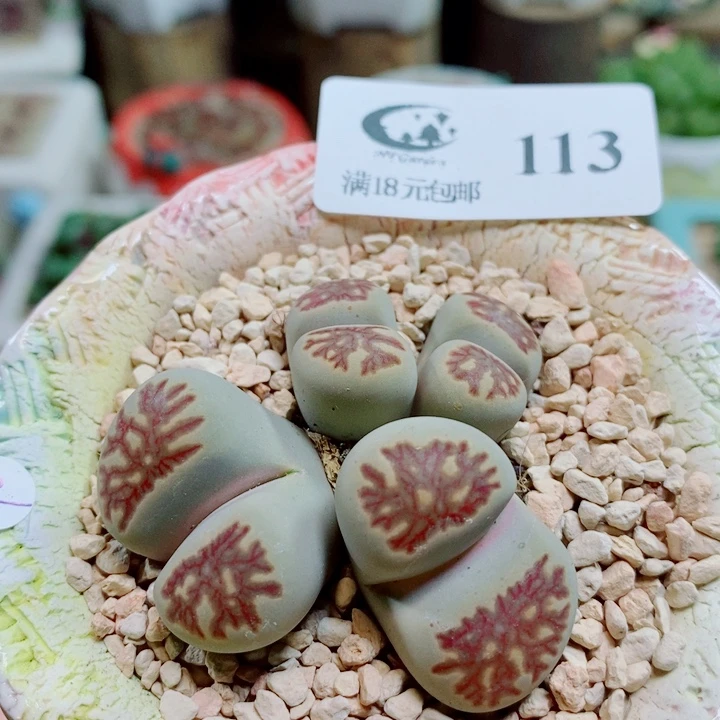 生石花花花花开了113