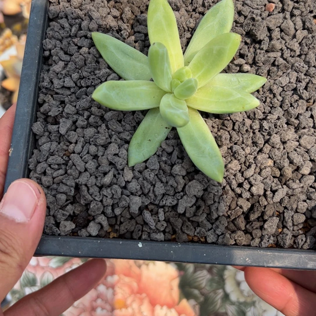 61317朵唯奇张张精品多肉