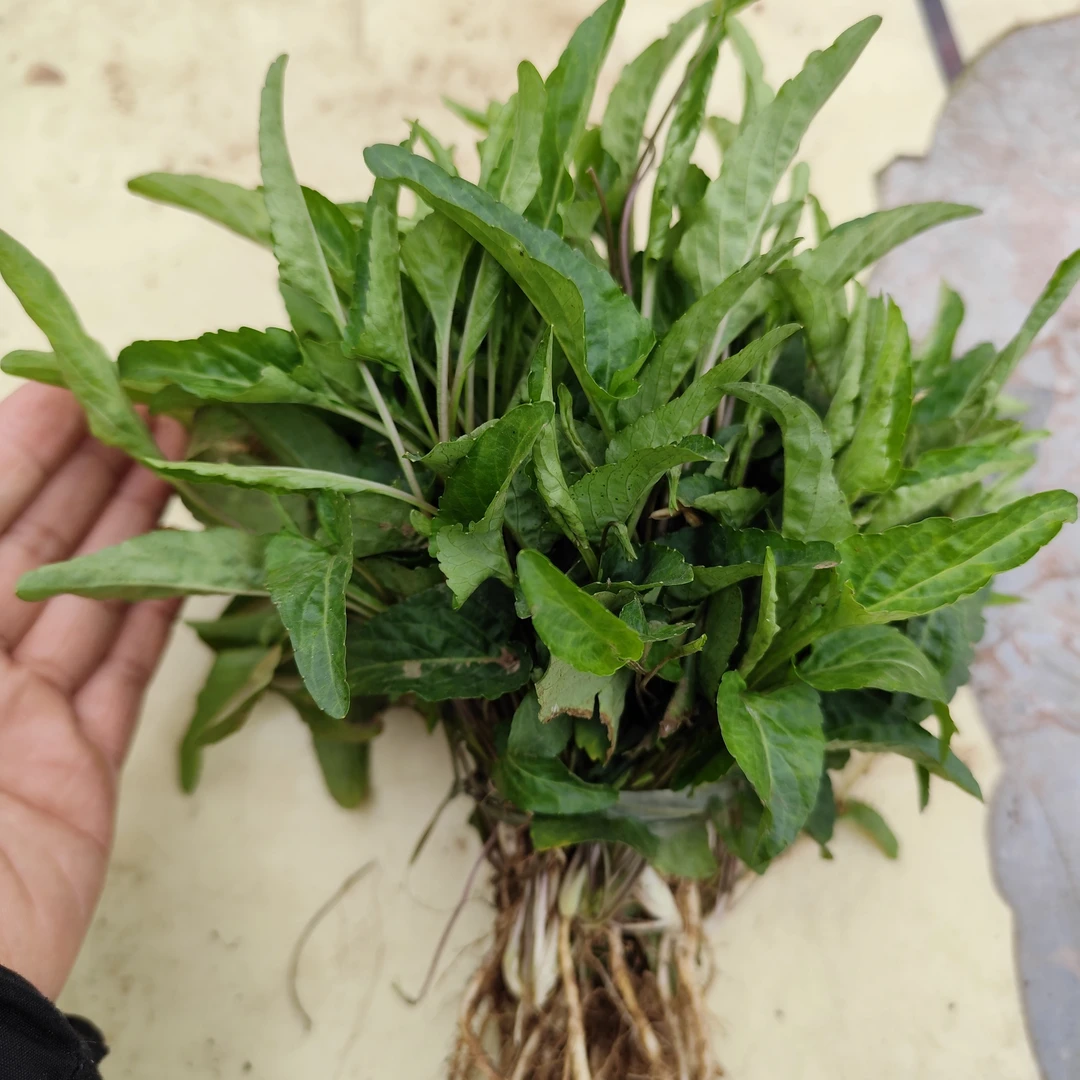 紫花地丁 犁头草  铧头草 只发四川重庆
