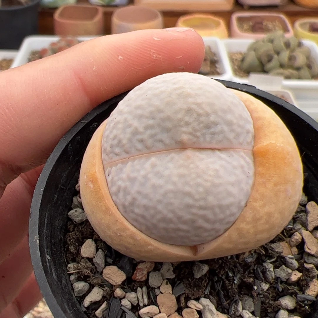 0306号高尔夫 多肉植物