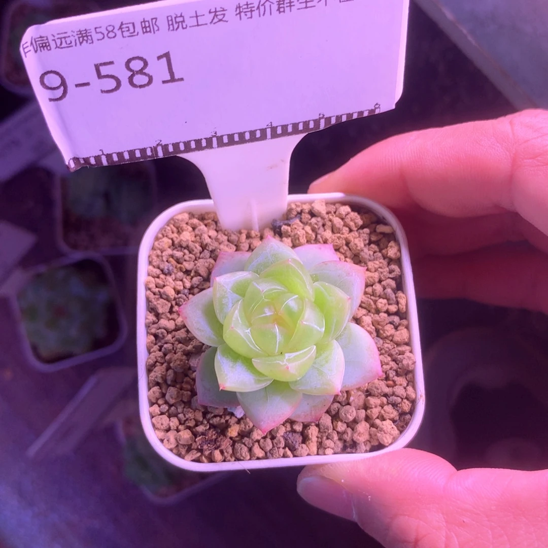 编号珍妮优选58包邮