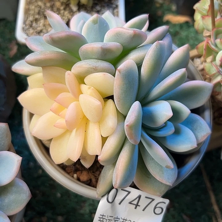 幸运的是我还在努力地幸运