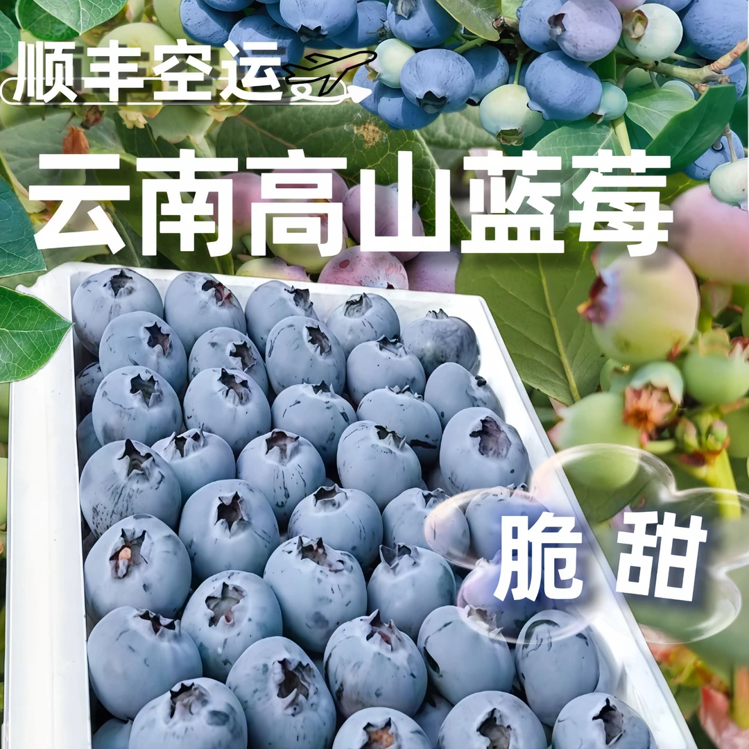 云南高山蓝莓 当季水果 新鲜高端大果 花果香露天蓝莓  顺丰空运