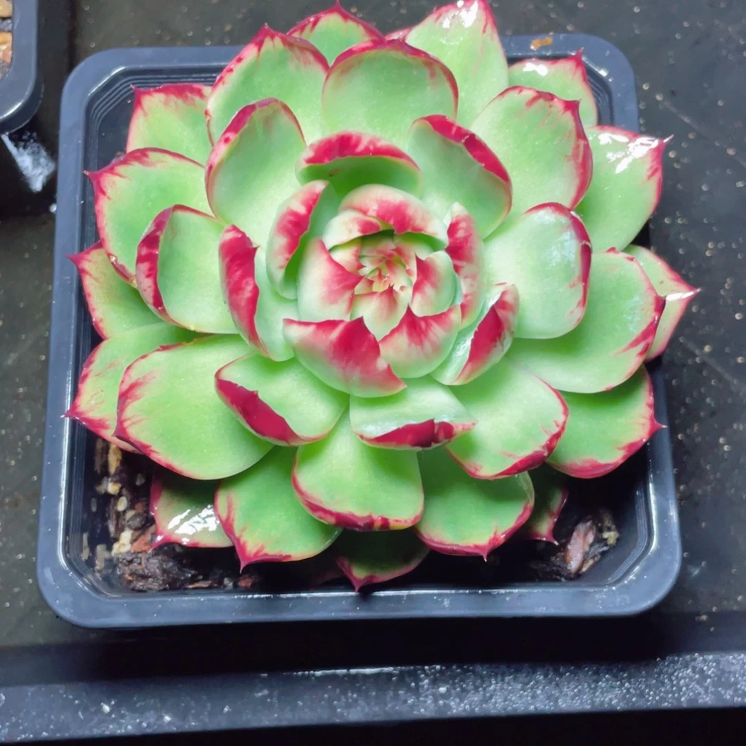 惊鸿仙子一物一拍