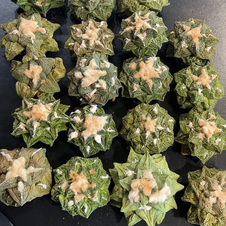 实生福袋牡丹福袋