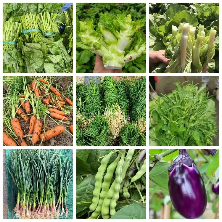 贵州高山农家自种露天农家蔬菜临时链接1斤