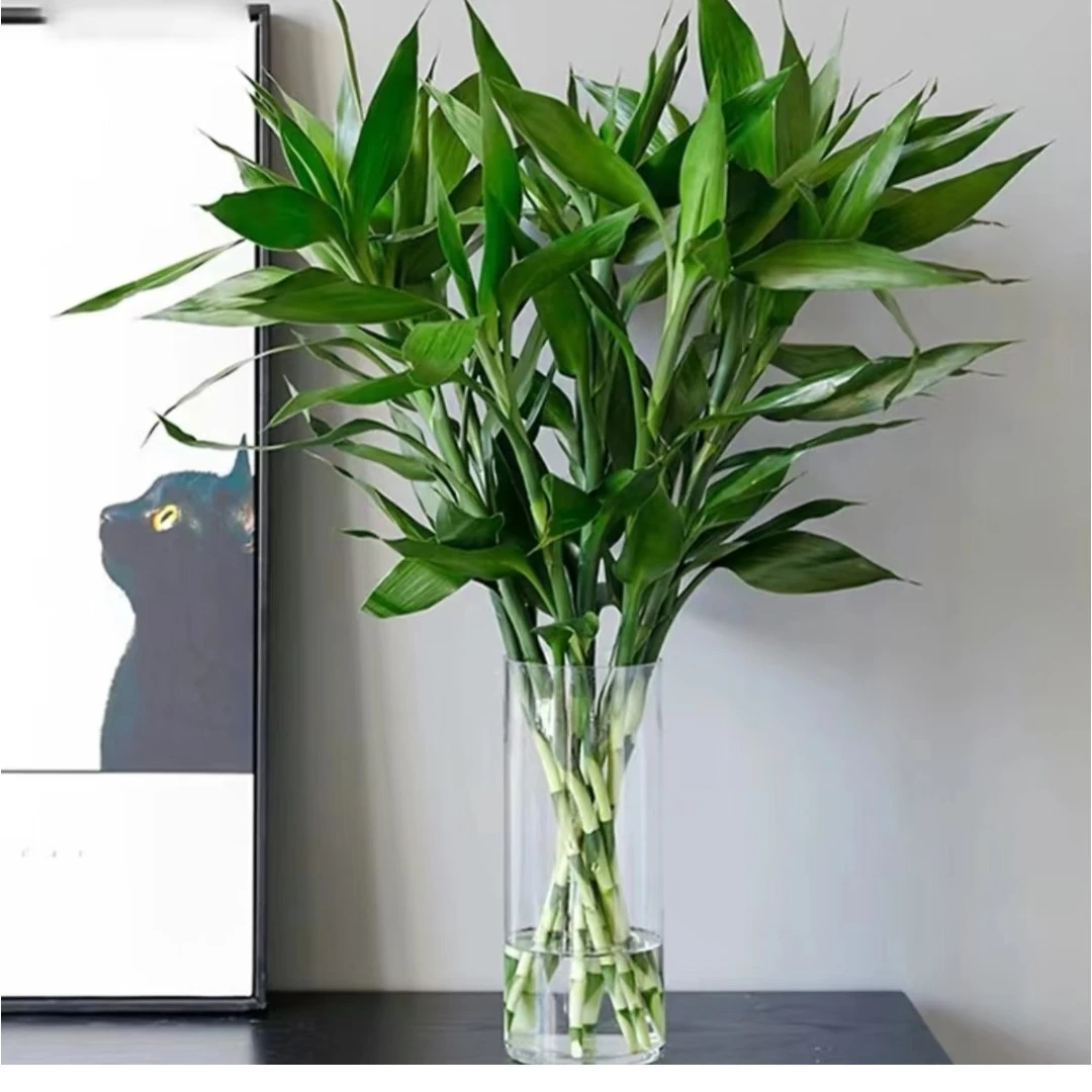 富贵竹大 6枝  贵港可拍 两小时内送达