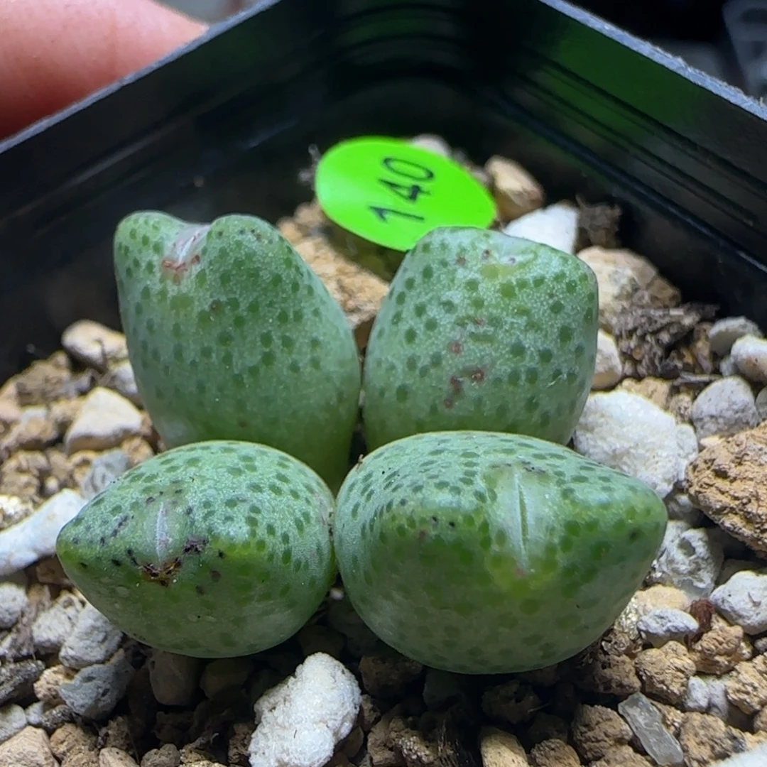 ARM966蟠桃斑马多肉140