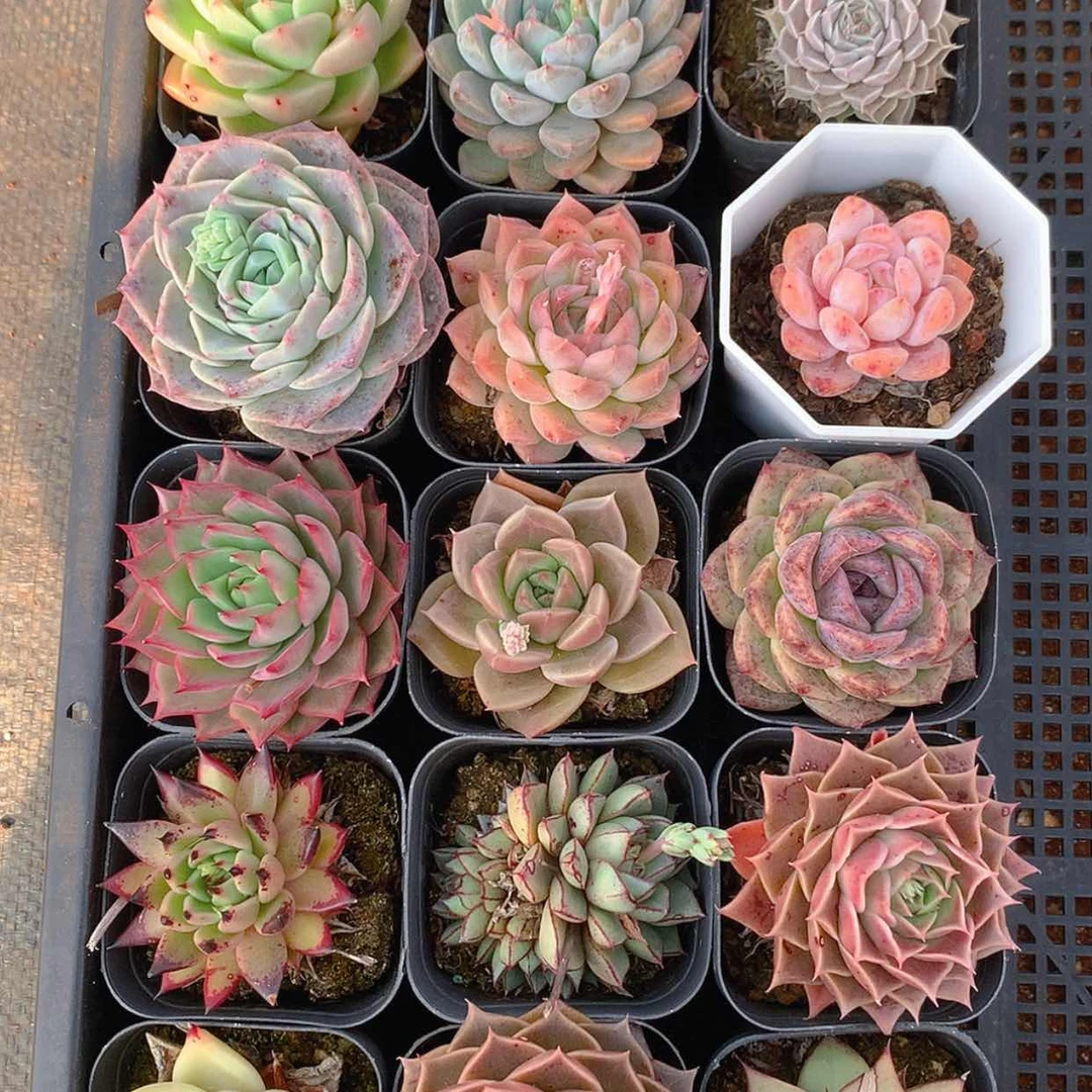 【闪购商品】云2945