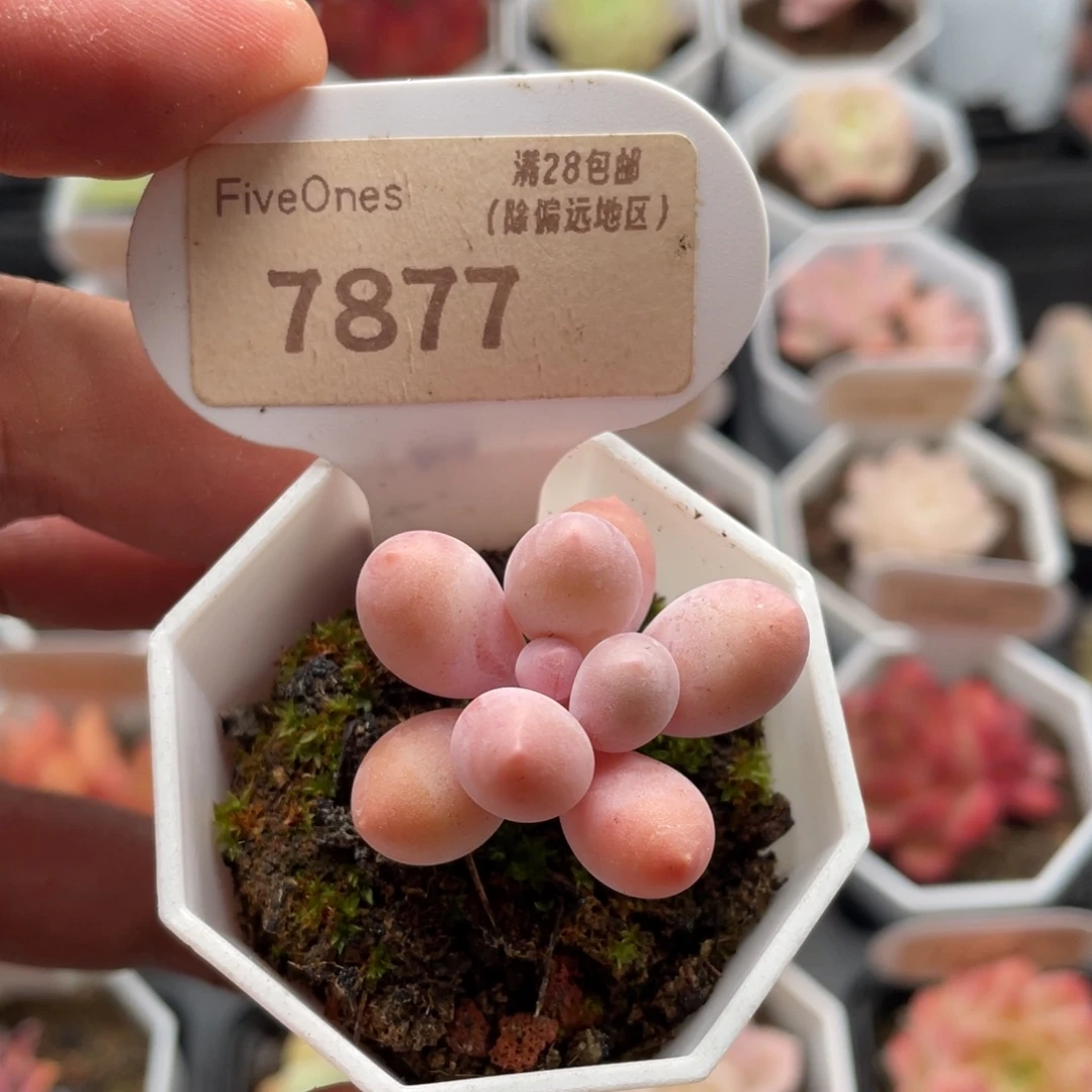 汤圆7877-3.5厘米