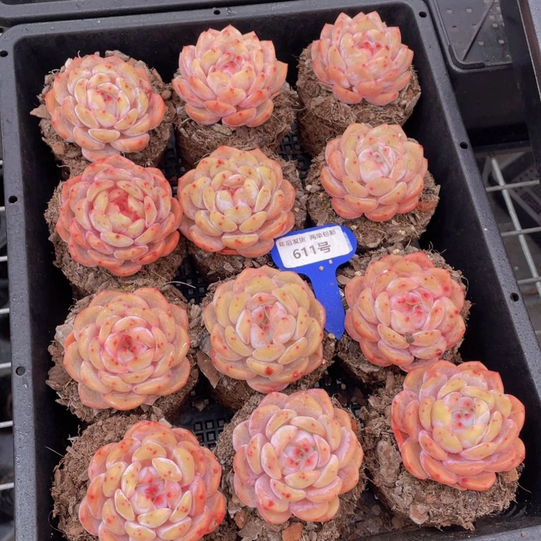 611号果冻韩版仙女橙单头两个