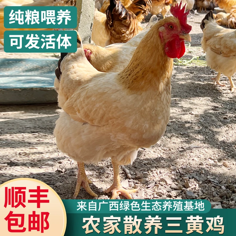 【宰杀】正宗广西三黄下蛋母鸡160天，三只装