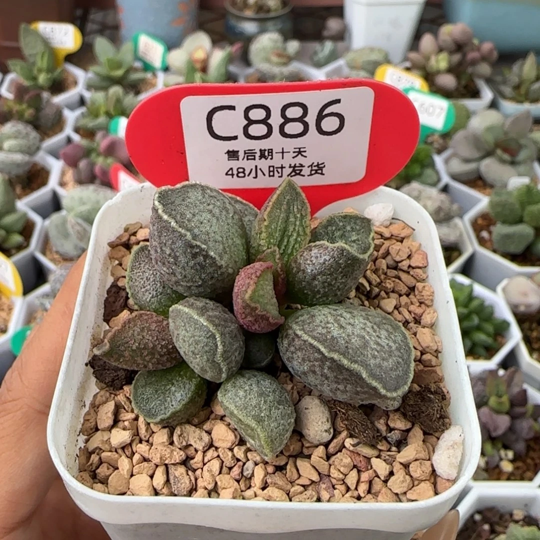 胖虎。   多肉886