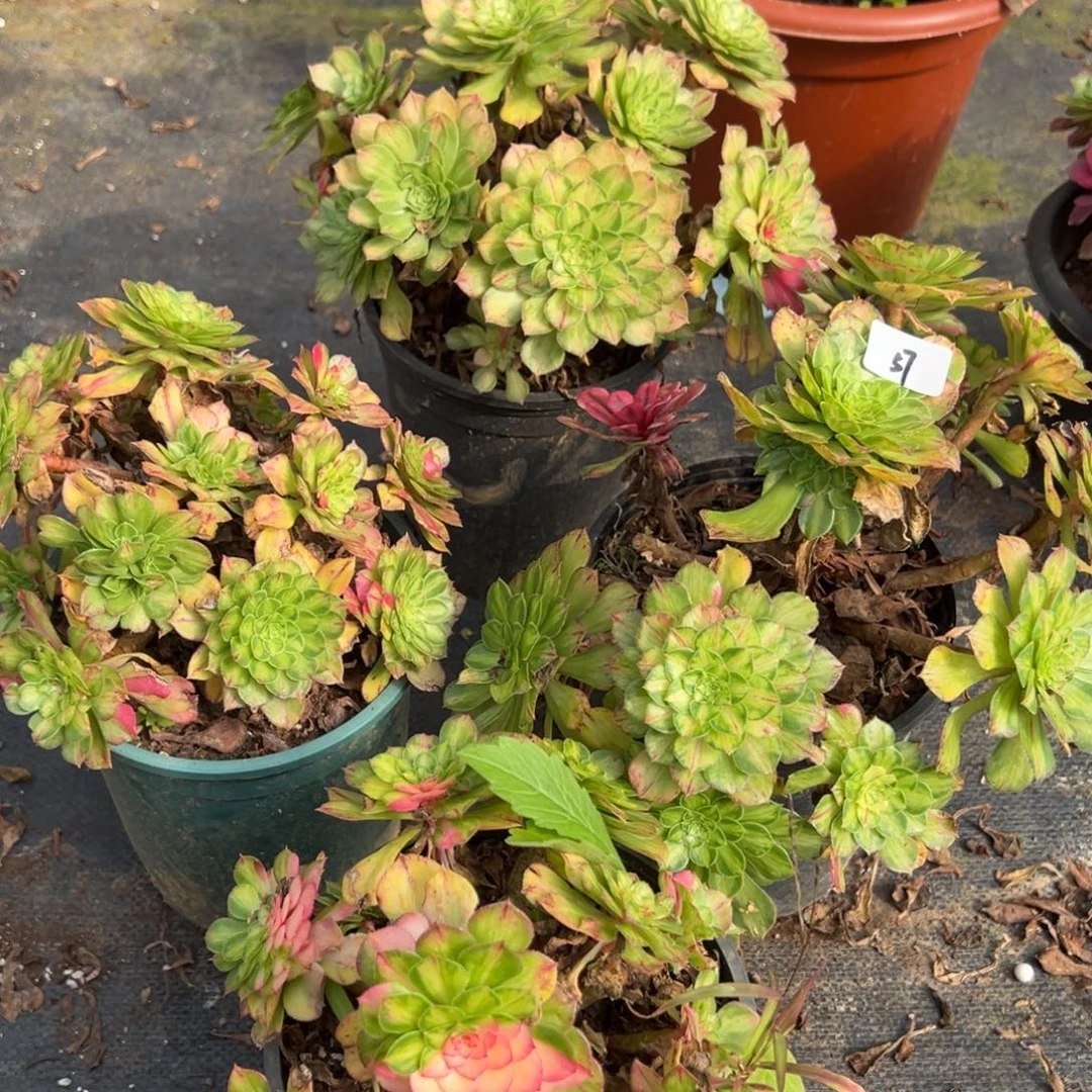 57知否母本一颗10