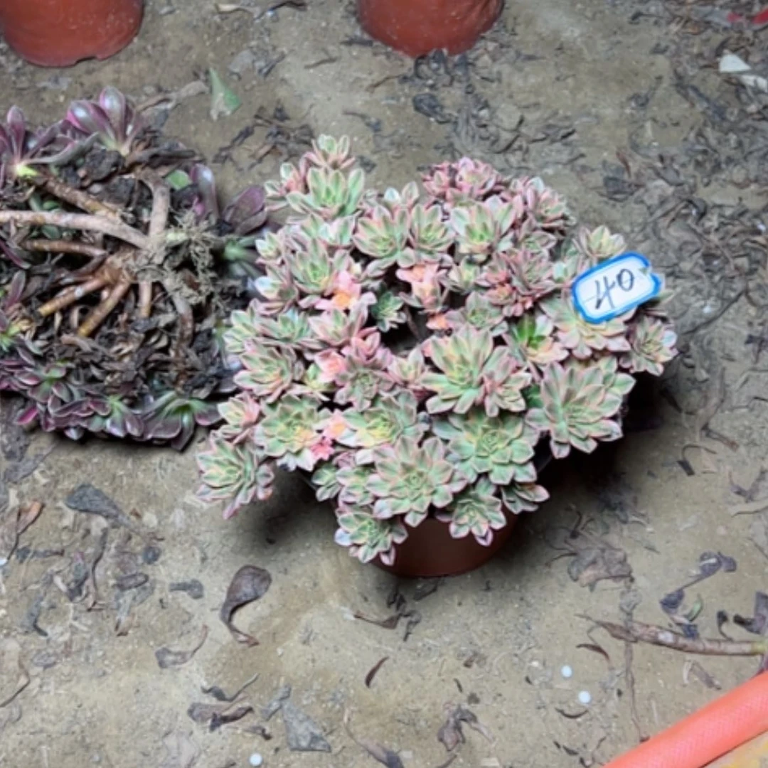 【闪购商品】儿*甜茶40