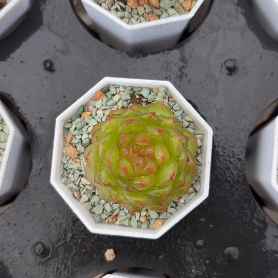 老桩珍妮杂脱土发货