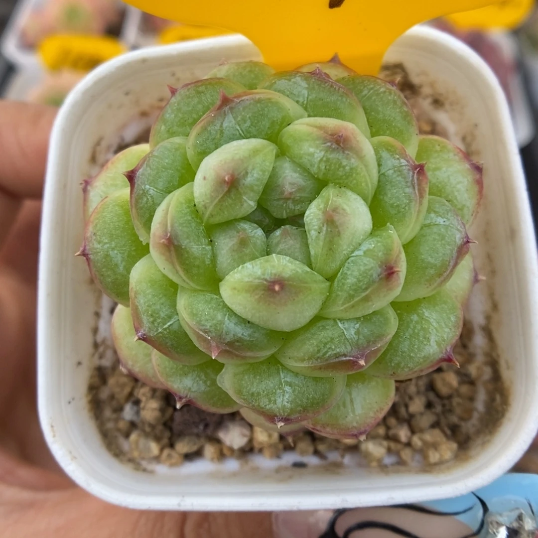 绿泡泡珍妮可拍934号