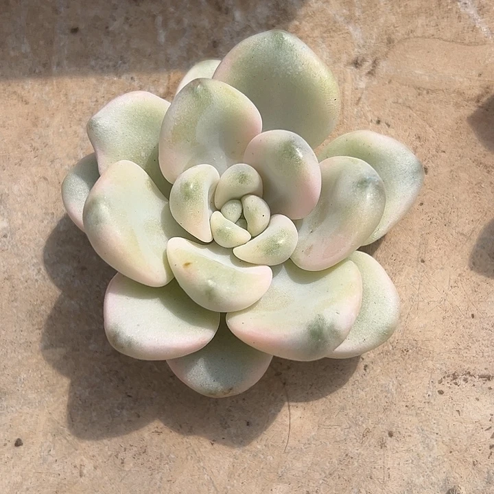 花斑鹿锦多肉植物