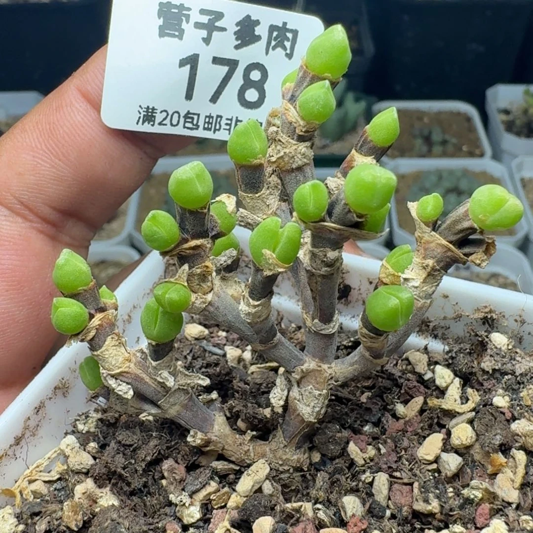 枝干短耳兔带盆兔