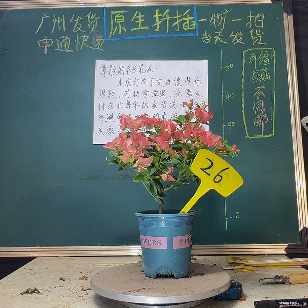 当前无花栽培后可以开花卡亚塔26