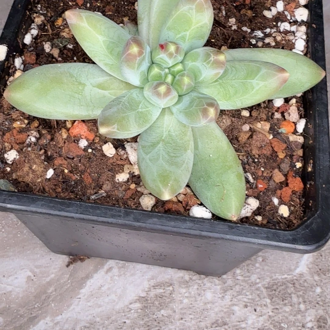 打***死普雷瑟本多肉植物