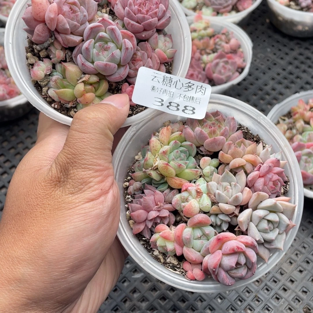 云糖心多肉植物388