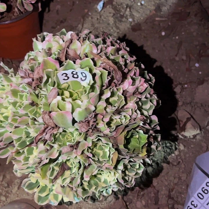 389雨花石多肉植物