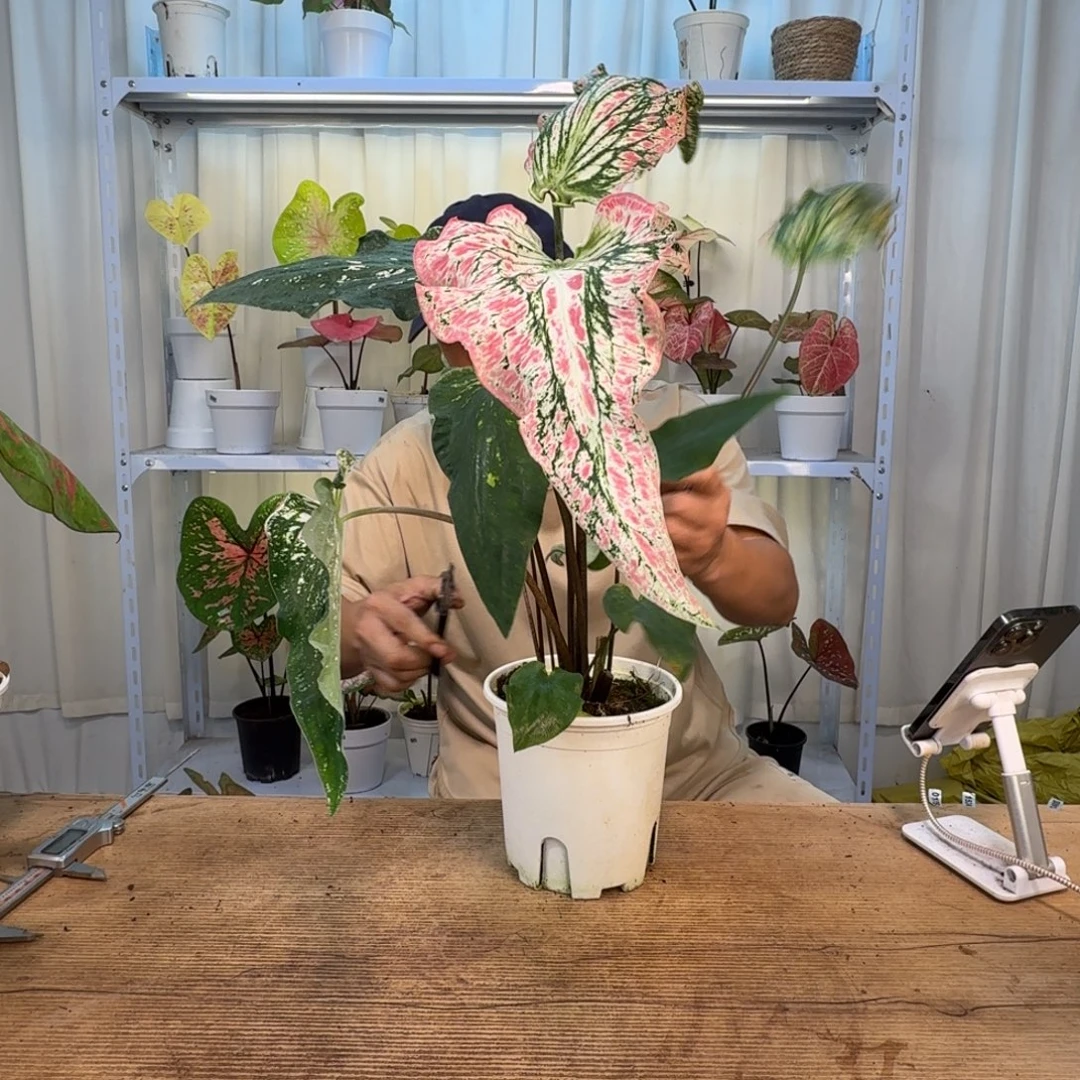 娜***胖无花朵和声    福利  0424