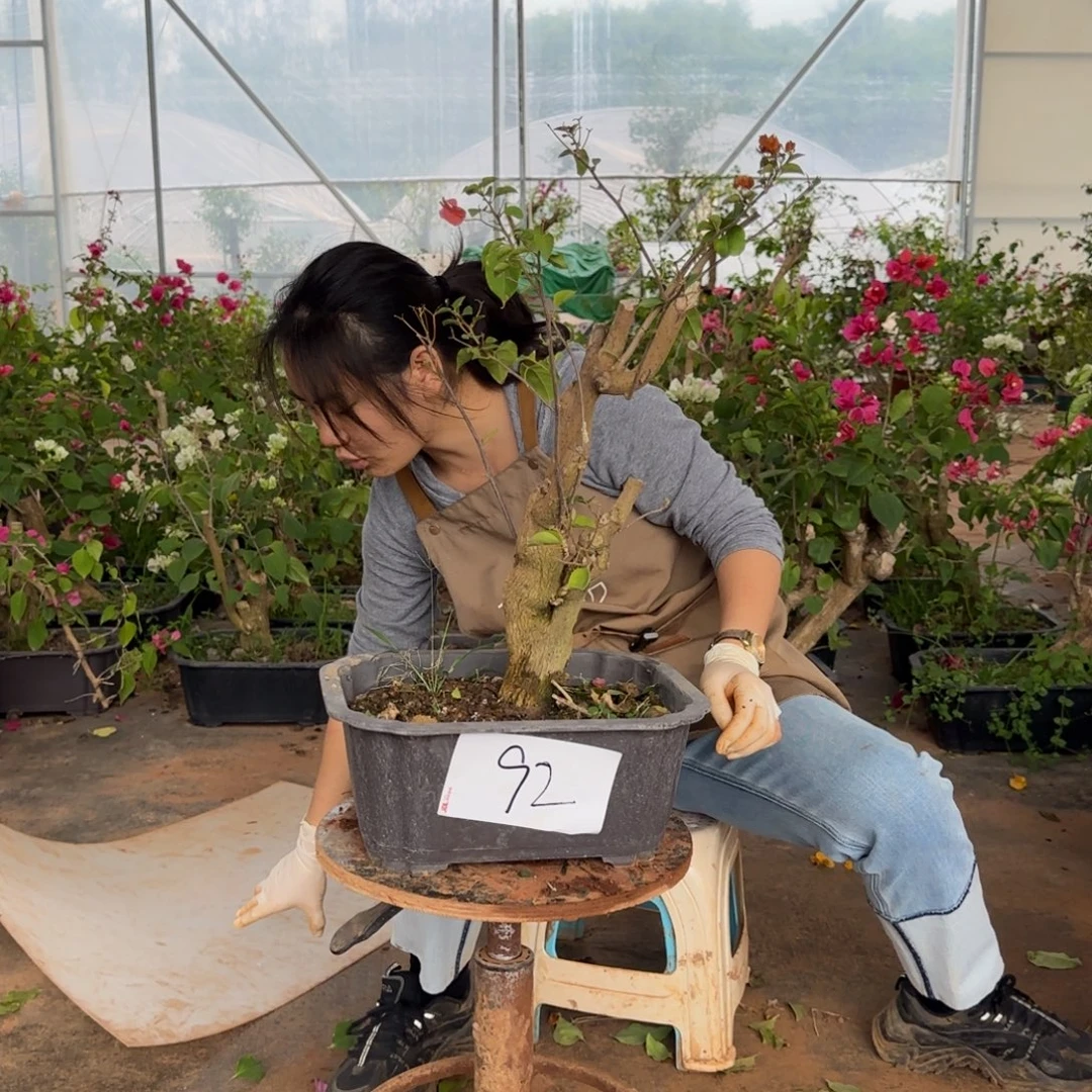 大部分花苞少量开放绿叶橙 92