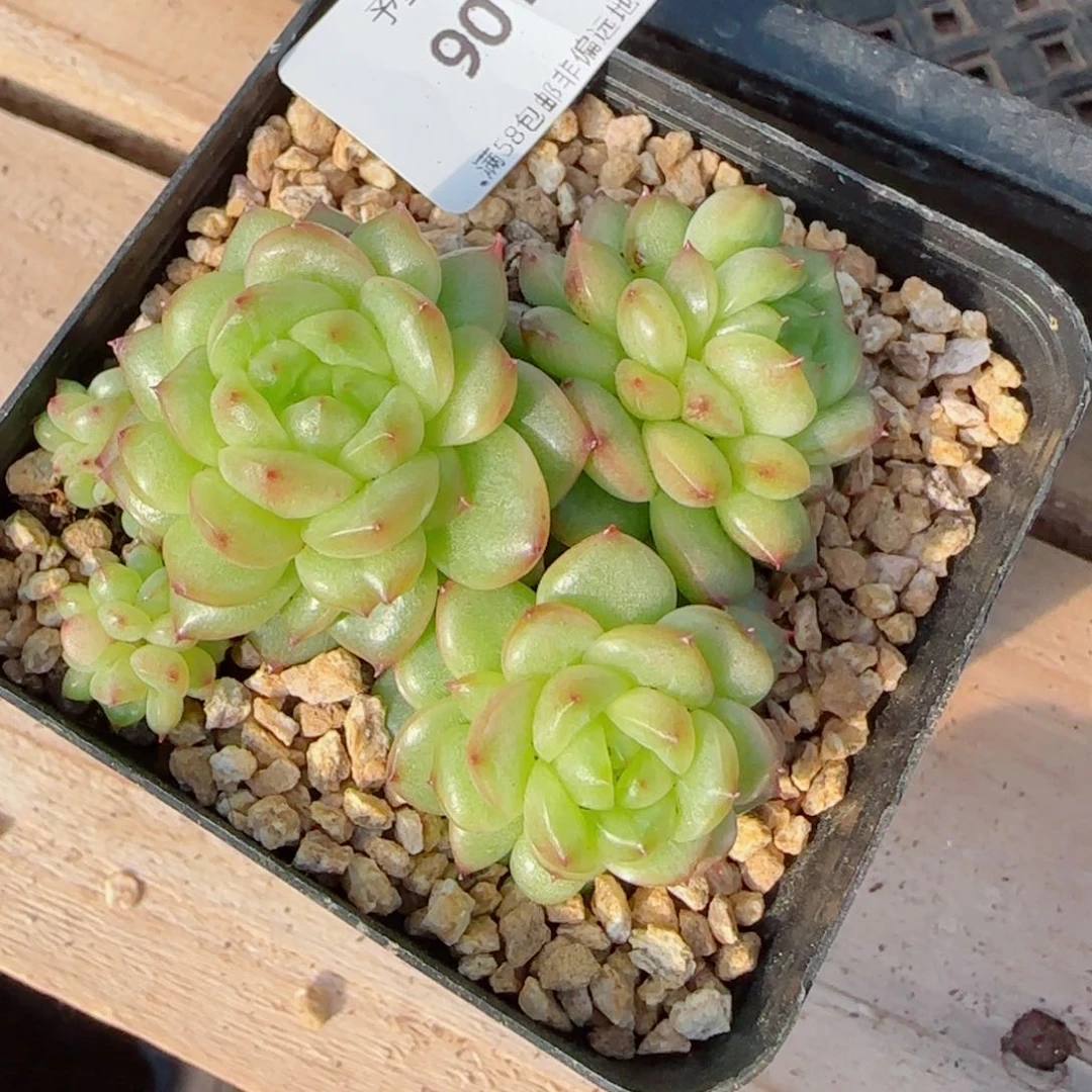 灯泡裙，9018多肉植物