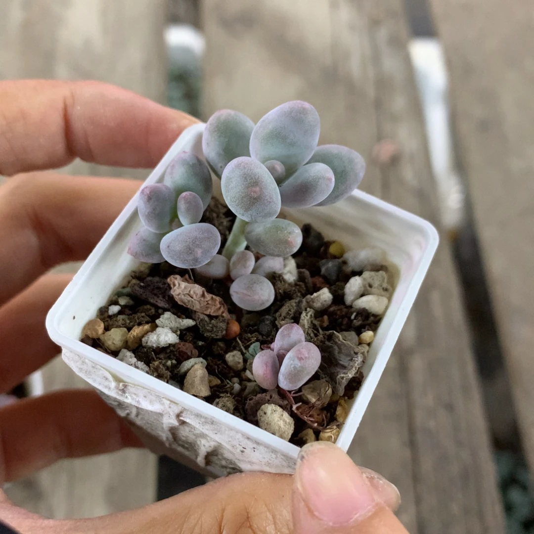 彩虹奶酪多肉彩虹宝宝