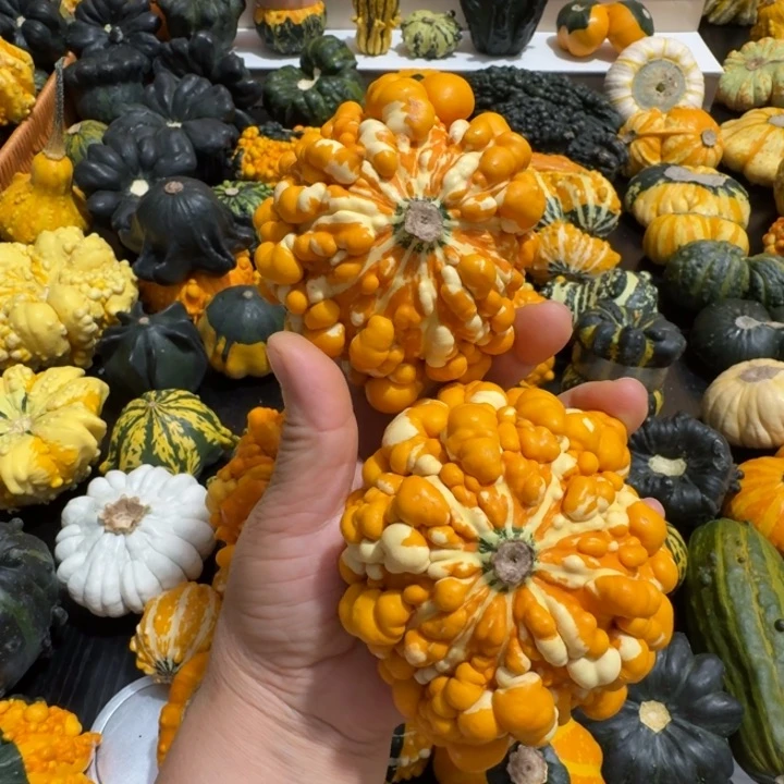 用****8墨西哥七彩葫芦疙瘩