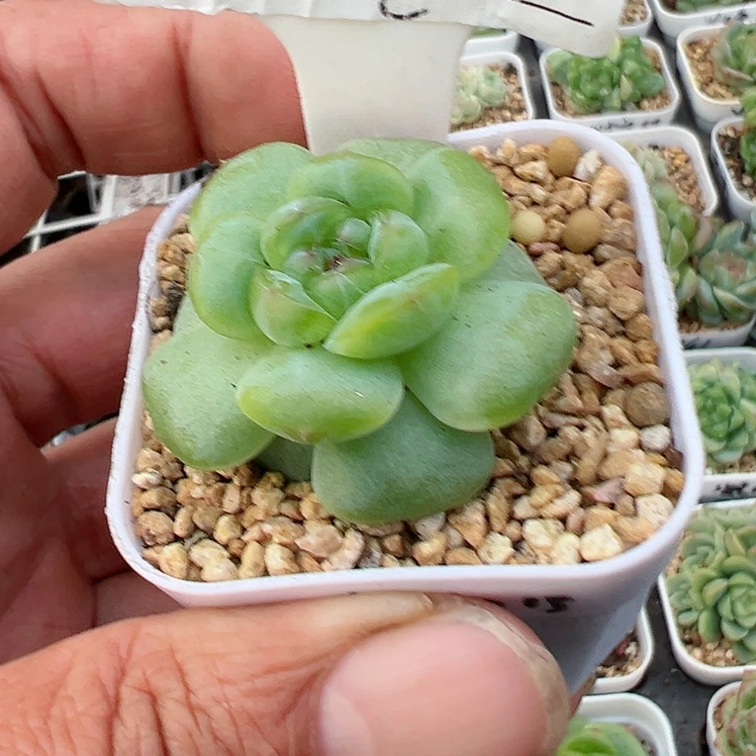 025精品多肉十八包邮