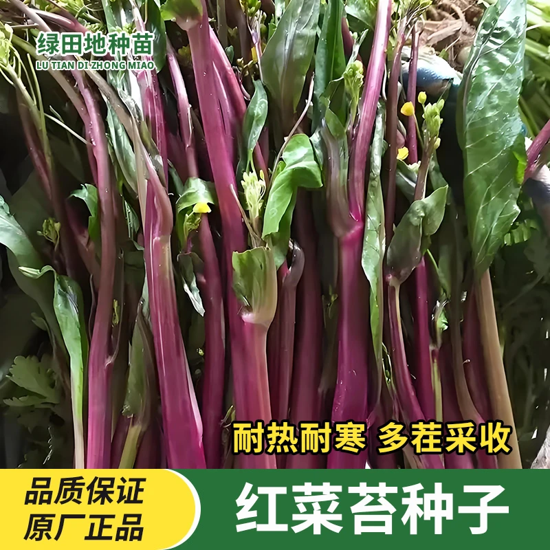 红菜苔种子四季甜菜心种子阳台盆栽早熟青菜苔油菜菜芯白菜苔种籽