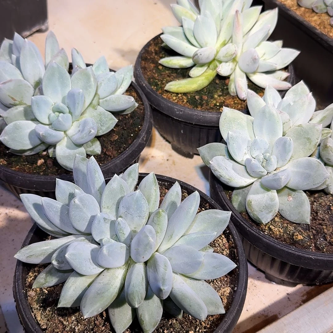 伊丽莎白整无砍群生多肉