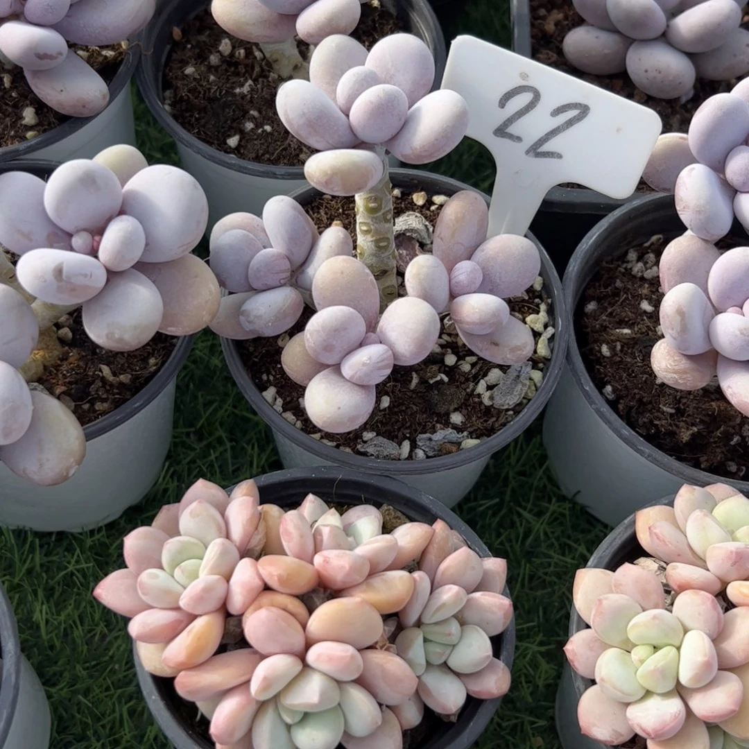 奶酪多肉植物保护