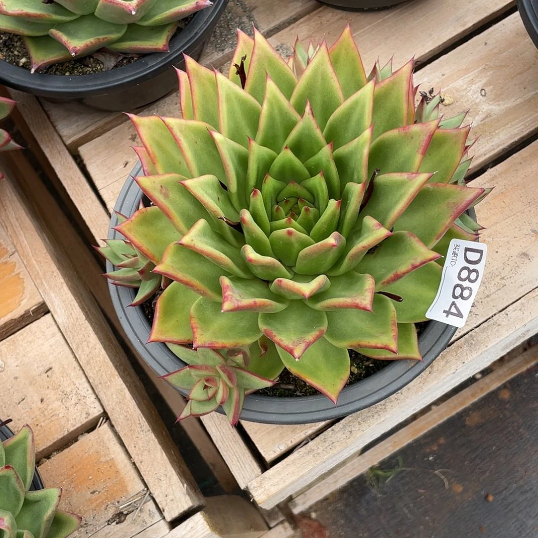 若如东云组拍D884